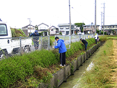 写真:カバープランツ整備