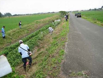 写真：水路の草刈り